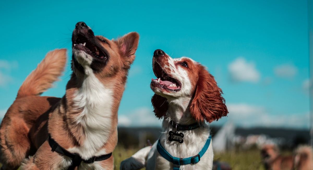 5 Claves para Elegir un Paseador de Perros Profesional en Montevideo