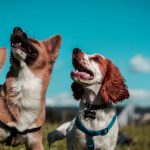 5 Claves para Elegir un Paseador de Perros Profesional en Montevideo