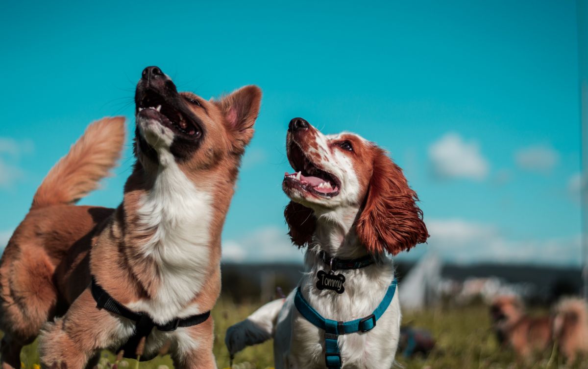 5 Claves para Elegir un Paseador de Perros Profesional en Montevideo