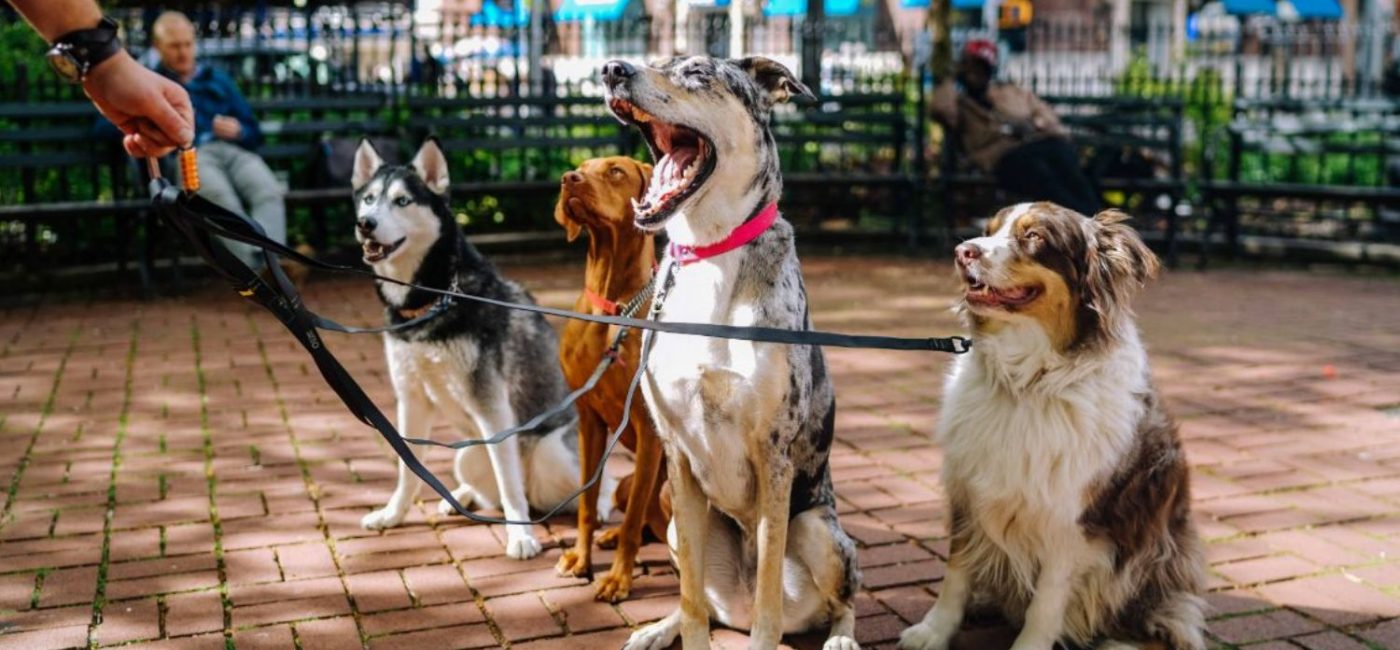 ¿Perro Ansioso o Aburrido en Casa? La Socialización es la Respuesta