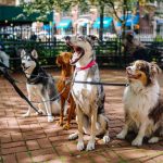 ¿Perro Ansioso o Aburrido en Casa? La Socialización es la Respuesta