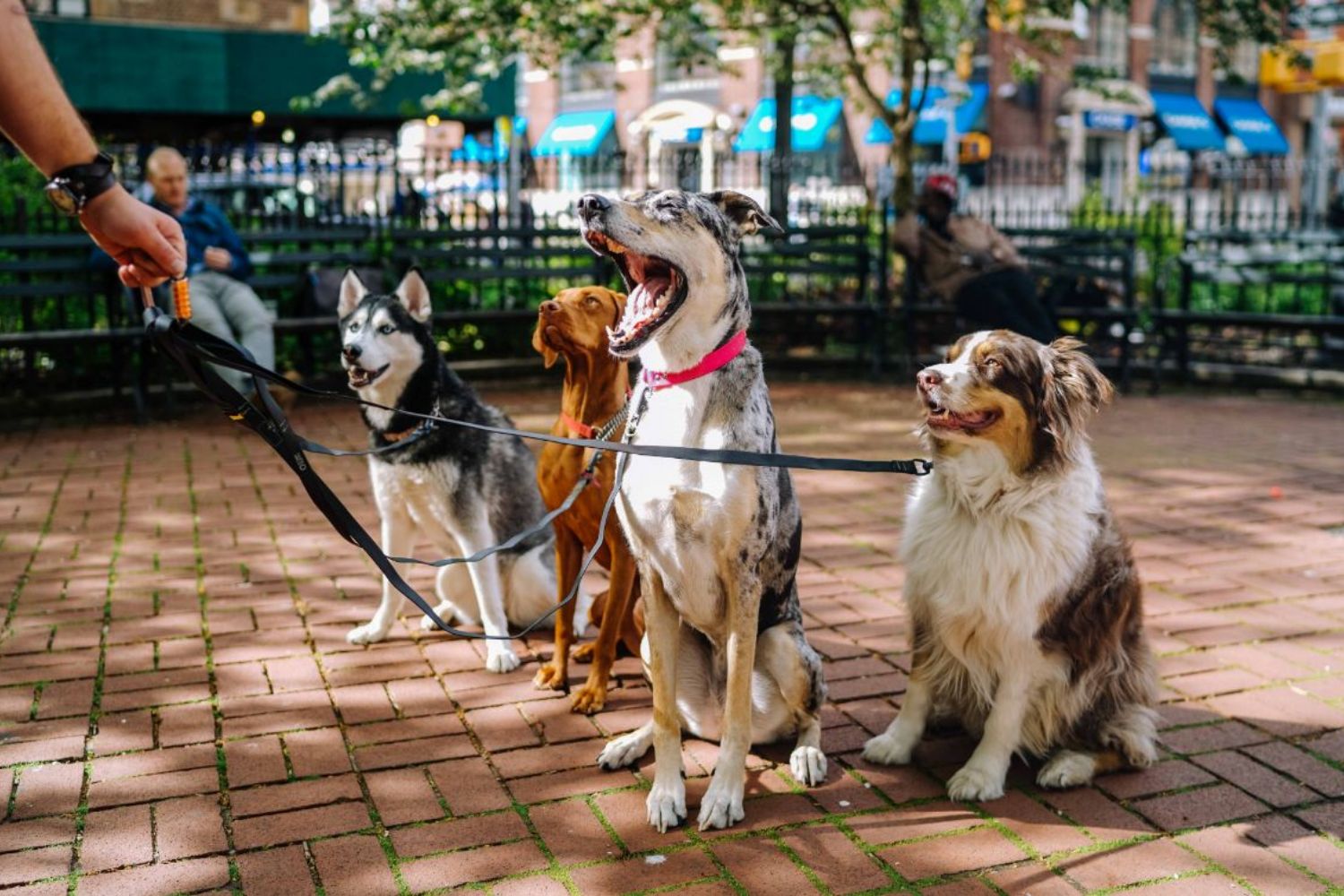 ¿Perro Ansioso o Aburrido en Casa? La Socialización es la Respuesta