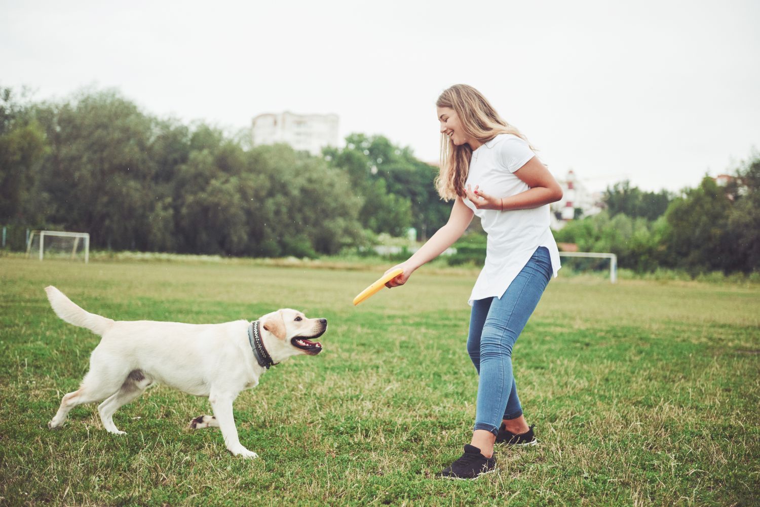 El «Diario» de tu Perro: Por Qué Olfatear en el Parque Vale Más que 10 Vueltas a la Manzana