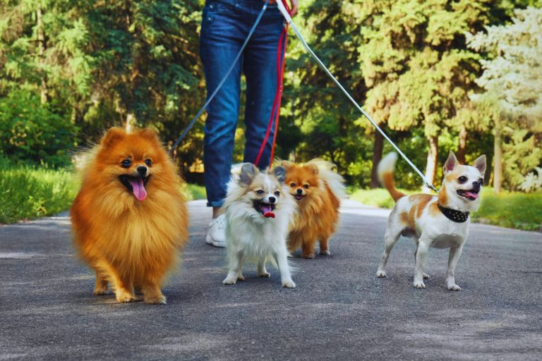 Paseos de socialización - La Tribu Perrunos