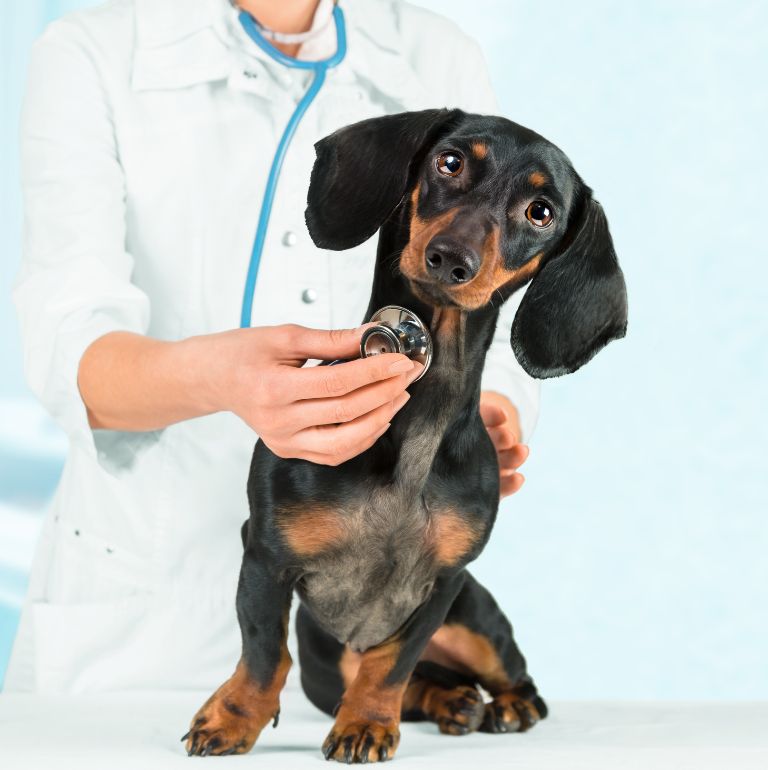 Asesoramiento Profesional